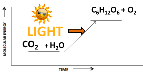 CO2+H2O to sugar+O2 graph