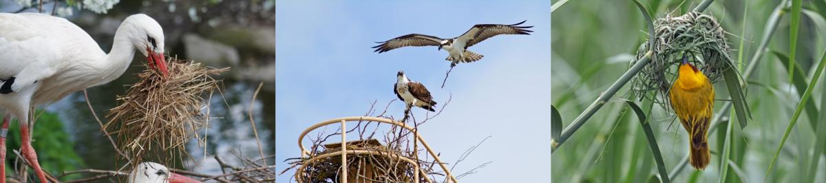 birds_nesting