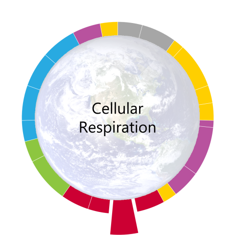 pacing-guide-wheel-for-cellular-respiration-the-tenth-unit-of-the-year