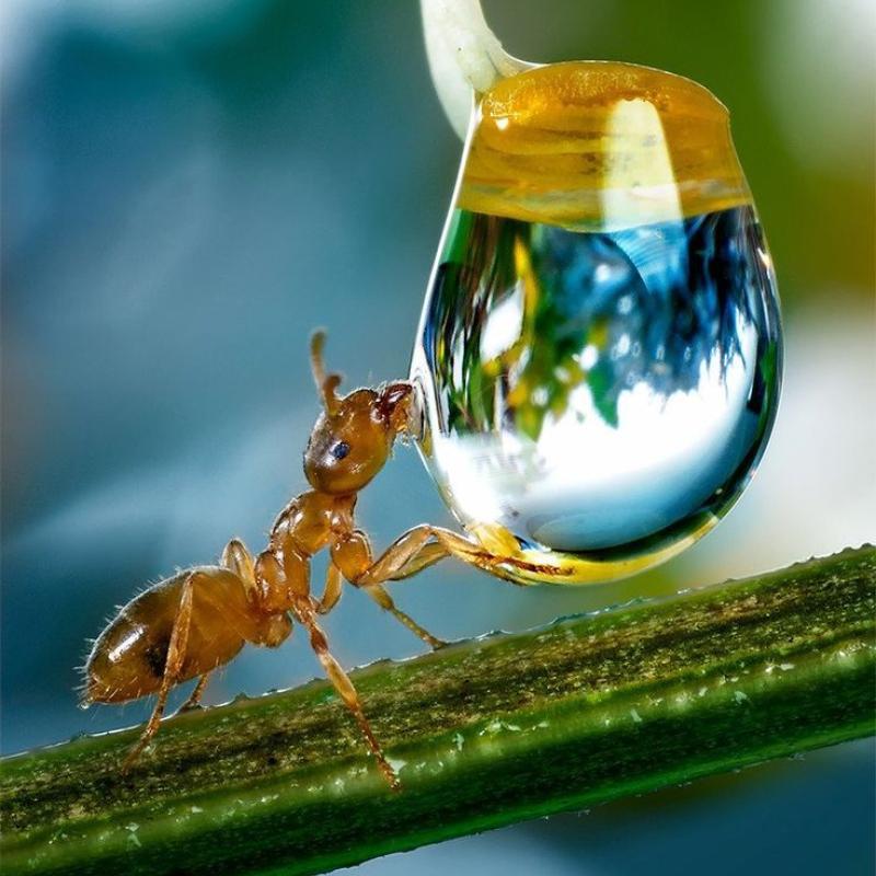 ant drinking from a water bubble