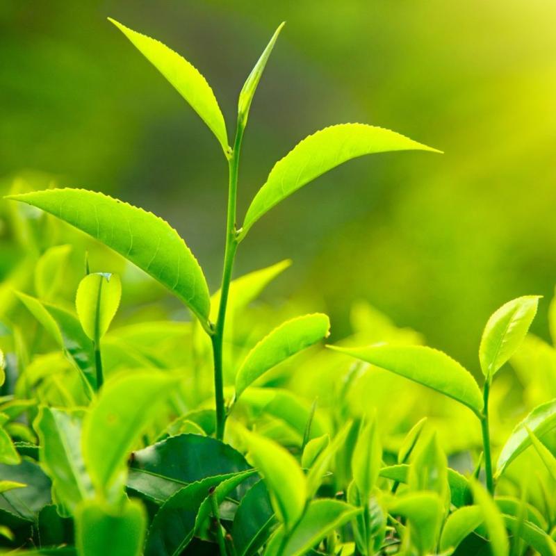 tea leaves sprouting in sunlight