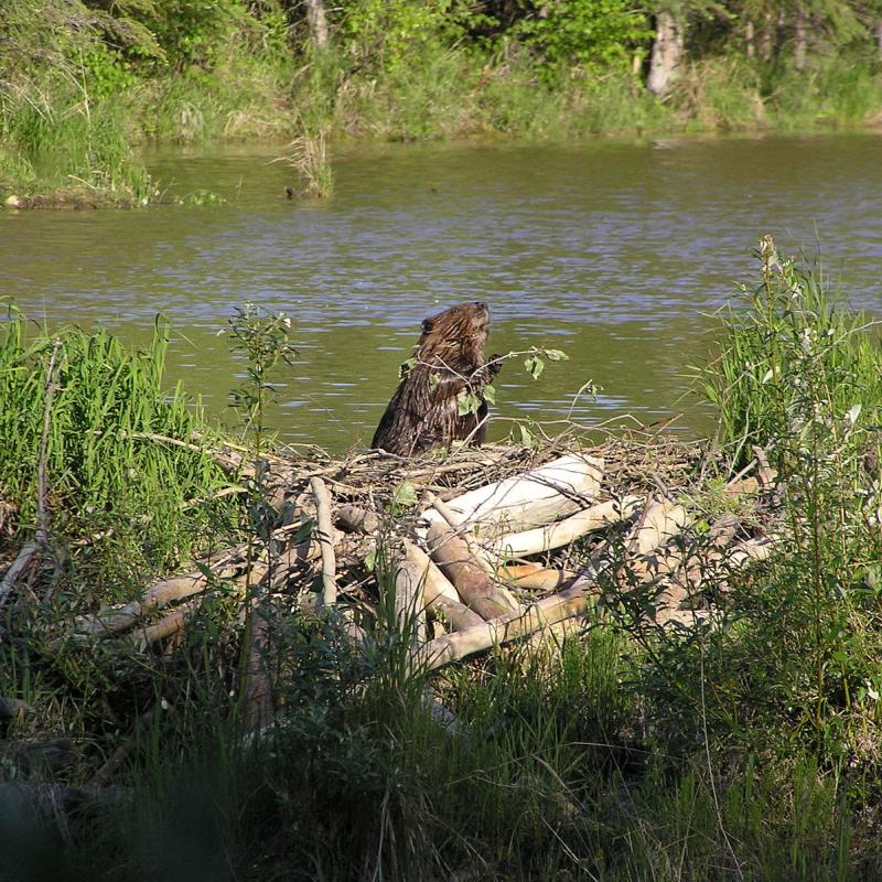 beaver dam