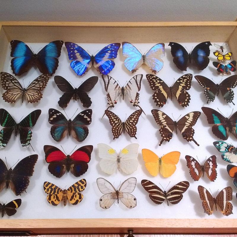 museum-butterfly-collection