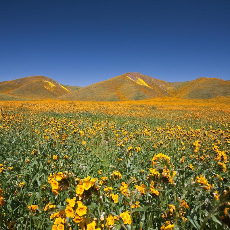 california-wildflowers