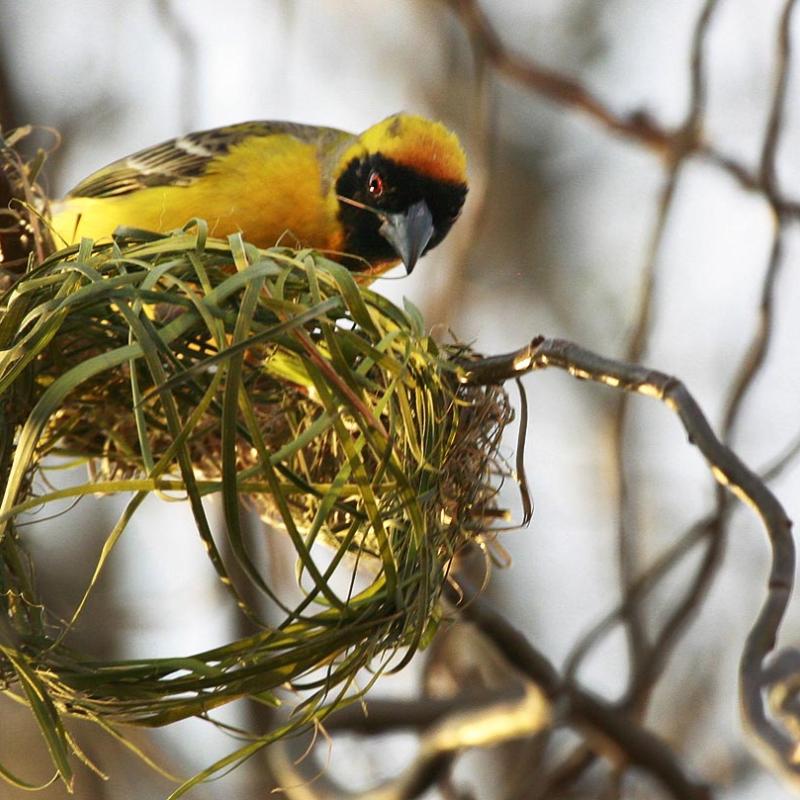 southern masked weaver nesting