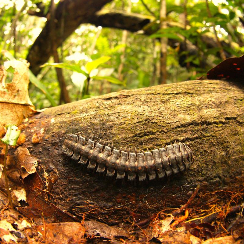 amazon-and-millipede