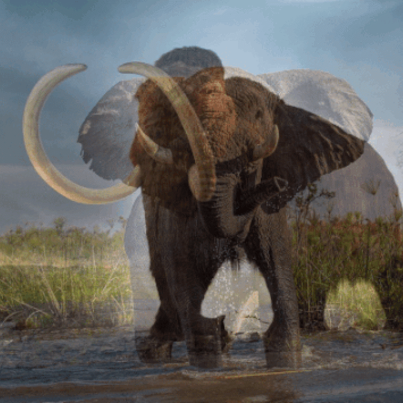 mammoth to elephant