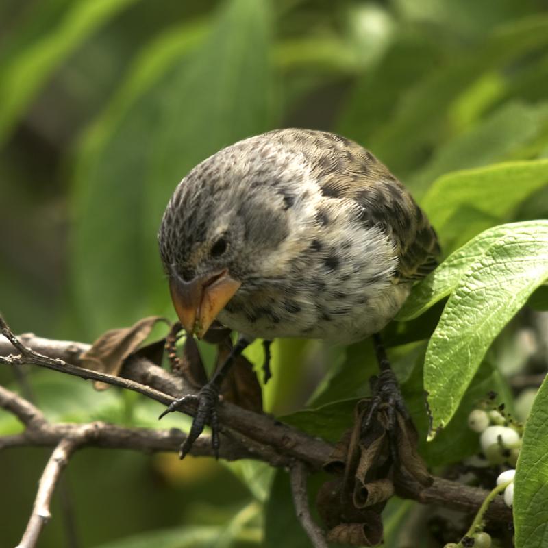 medium ground finch