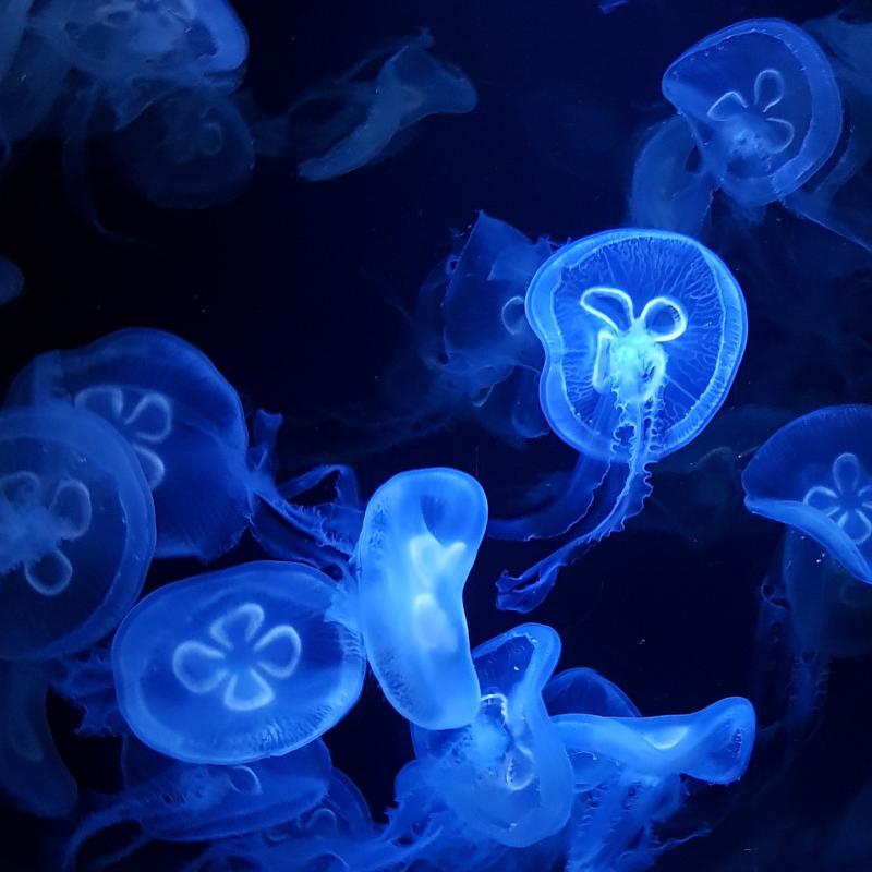 underwater-jellyfish