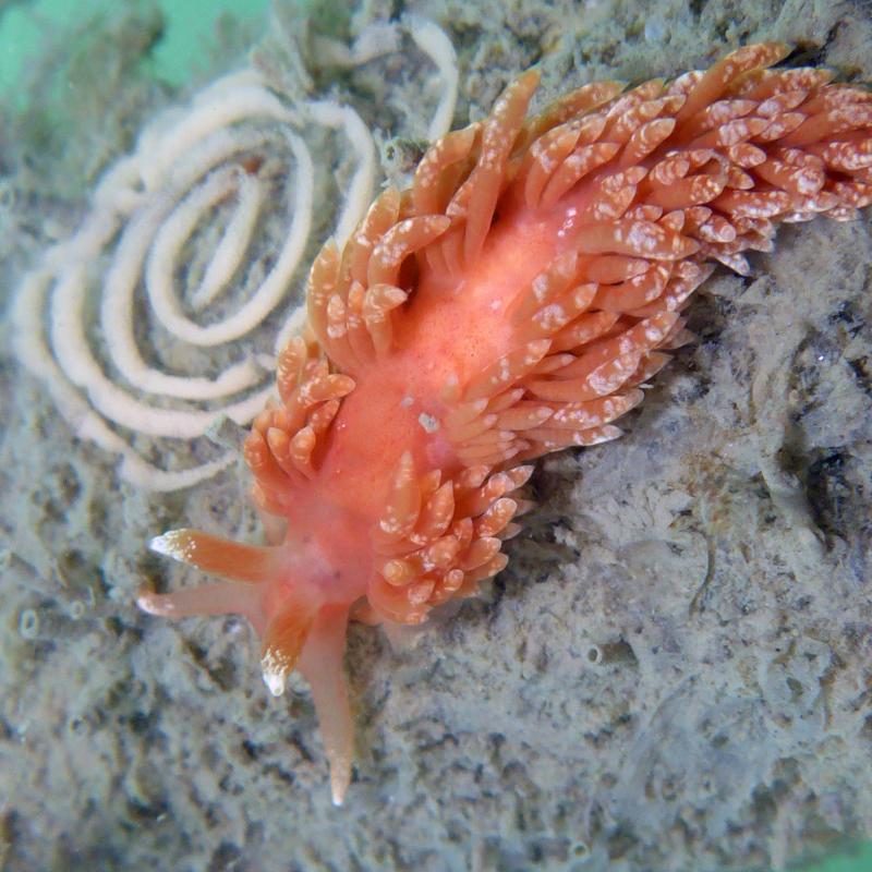 nudibrach-eggs-aeolidiella